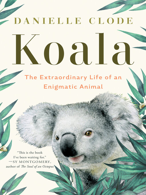 Title details for Koala by Danielle Clode - Wait list